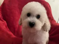 Barbie, a female Poodle - Miniature  for sale in Puyallup, WA – Photo 3 of 3