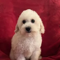 Barbie, a female Poodle - Miniature  for sale in Puyallup, WA – Photo 2 of 3