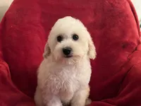 Barbie, a female Poodle - Miniature  for sale in Puyallup, WA – Photo 2 of 3