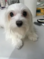 Milky AKC lady, a female Maltese for sale in Puyallup, WA – 4 of 4
