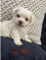 Reduced Ckc Boy Toto, a male Maltese for sale in Puyallup, WA – Photo 2 of 8