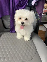 Reduced Ckc Boy Toto, a male Maltese for sale in Puyallup, WA – Photo 3 of 8