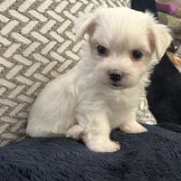 Reduced Ckc Boy Toto, a male Maltese for sale in Puyallup, WA – Photo 2 of 5