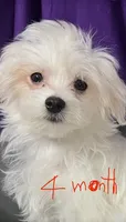 Reduced Ckc Boy Toto, a male Maltese for sale in Puyallup, WA – Photo 8 of 8