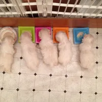 Reduced Ckc Boy Toto, a male Maltese for sale in Puyallup, WA – Photo 5 of 5