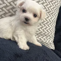 Reduced Ckc Boy Toto, a male Maltese for sale in Puyallup, WA – Photo 1 of 5