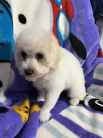 Minky ckc, a female Poodle - Miniature  for sale in Puyallup, WA – 3 of 6