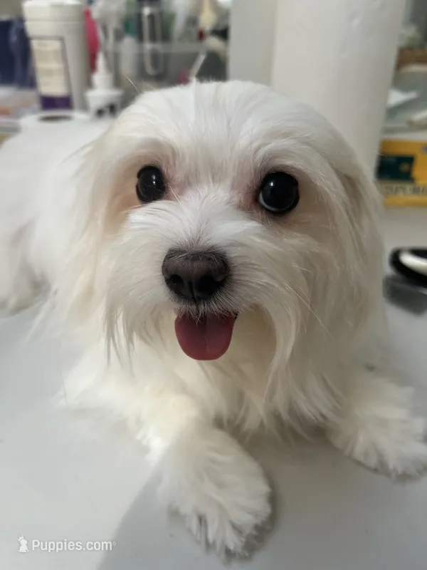 Milky AKC lady – Maltese puppy for sale in Puyallup, WA