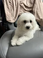 Molly ckc , a female Poodle - Miniature  for sale in Puyallup, WA – 2 of 5