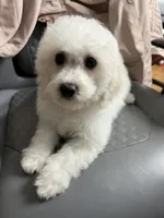 Molly ckc , a female Poodle - Miniature  for sale in Puyallup, WA – 4 of 5