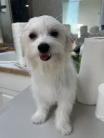 Ckc Maltese boy, a male Maltese for sale in Puyallup, WA – 3 of 4