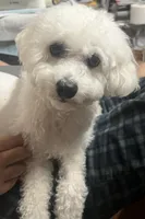 Bichon Boy, a male Bichon Frise for sale in Puyallup, WA – 3 of 3