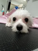 Milky AKC lady, a female Maltese for sale in Puyallup, WA – 3 of 4