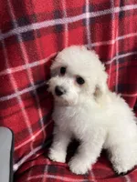 Momo, a female Poodle - Miniature  for sale in Puyallup, WA – 7 of 7