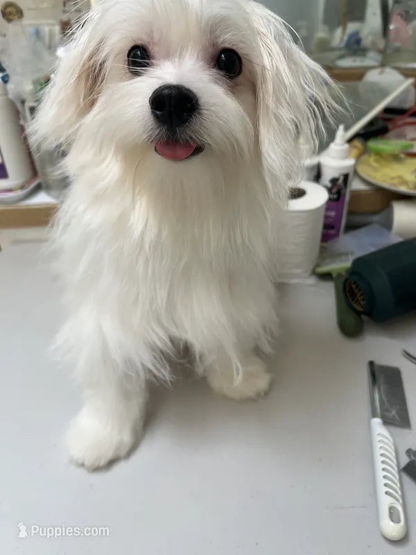 Ckc Maltese boy – Maltese puppy for sale in Puyallup, WA