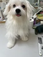 Ckc Maltese boy, a male Maltese for sale in Puyallup, WA – 4 of 4