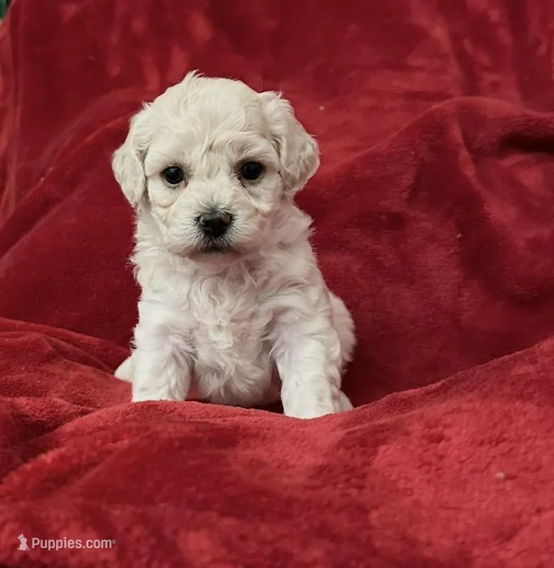 Maya – Poodle - Miniature  puppy for sale in Puyallup, WA