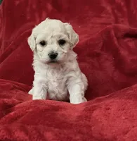 Maya, a female Poodle - Miniature  for sale in Puyallup, WA – Photo 1 of 2