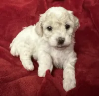 Maya, a female Poodle - Miniature  for sale in Puyallup, WA – Photo 2 of 2