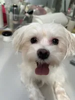 Oliver AKC , a male Maltese for sale in Puyallup, WA – 2 of 3