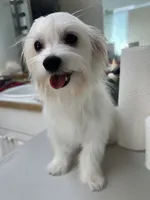 Ckc Maltese boy, a male Maltese for sale in Puyallup, WA – 1 of 4