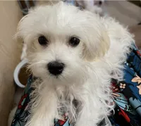 Nikki, a male Maltese for sale in Puyallup, WA – 2 of 4