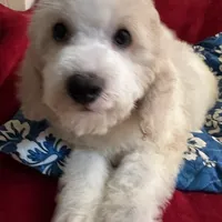 Spotty, a male Poodle - Miniature  for sale in Puyallup, WA – Photo 1 of 2