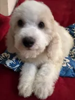 Spotty, a male Poodle - Miniature  for sale in Puyallup, WA – Photo 1 of 2