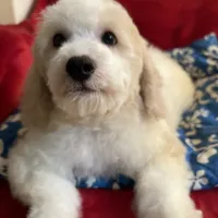 Spotty, a male Poodle - Miniature  for sale in Puyallup, WA – Photo 2 of 2