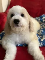 Spotty, a male Poodle - Miniature  for sale in Puyallup, WA – Photo 2 of 2