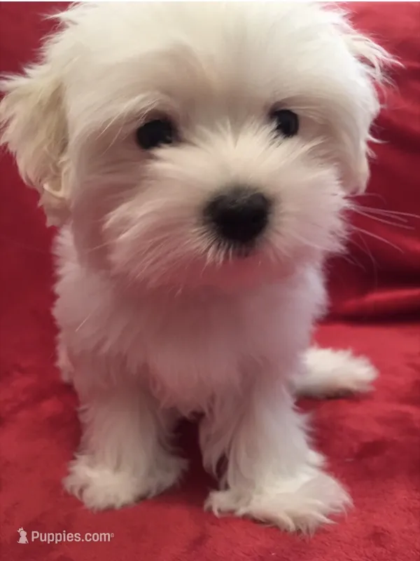 Willie Ckc Maltese boy – Maltese puppy for sale in Puyallup, WA