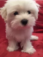 Willie Ckc Maltese boy, a male Maltese for sale in Puyallup, WA – 1 of 8