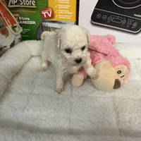 Reduced!!  Bella ch line, a female Bichon Frise for sale in Puyallup, WA – Photo 3 of 4