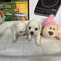 Reduced!!  Bella ch line, a female Bichon Frise for sale in Puyallup, WA – Photo 2 of 4