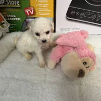 Reduced!!  Bella ch line, a female Bichon Frise for sale in Puyallup, WA – Photo 4 of 4