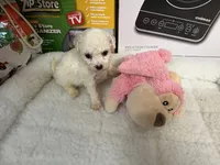 processed/afdf6693-265a-4971-b97e-408f71778683/listing/5ed30f12-83c9-4c6f-8ece-1d68ff6c41c9/59533334-9ebb-49f3-ac0e-d3fd362f2a98