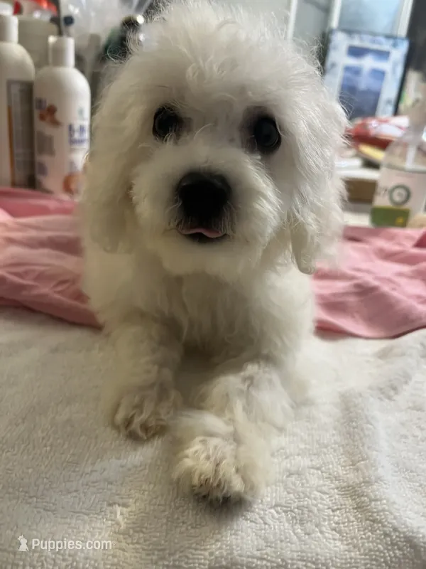 Reduced!!  Bella ch line