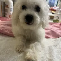 Reduced!!  Bella ch line, a female Bichon Frise for sale in Puyallup, WA – Photo 1 of 4