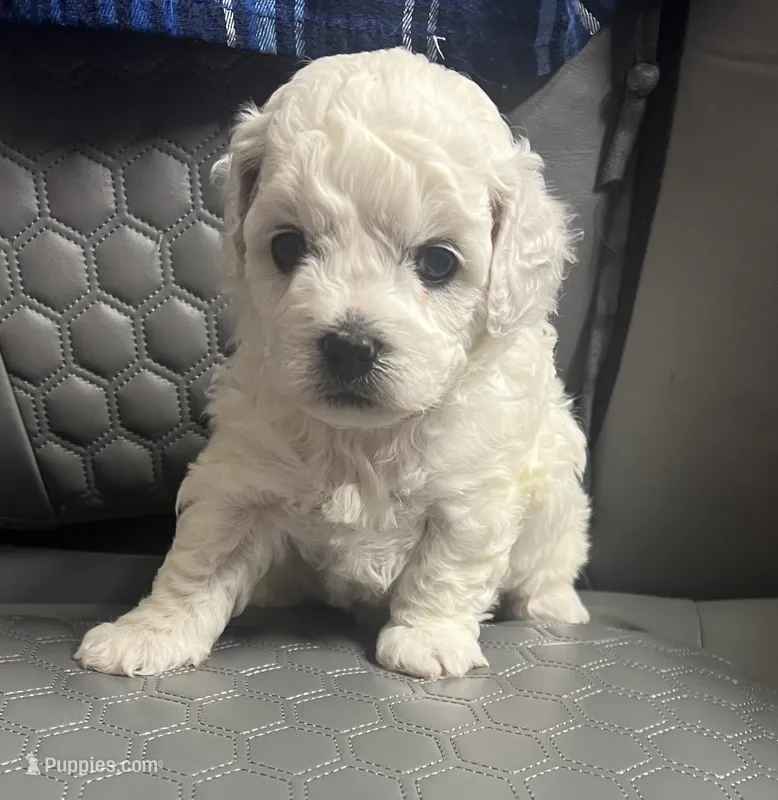Leo  – Bichon Frise puppy for sale in Puyallup, WA