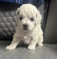 Leo , a male Bichon Frise for sale in Puyallup, WA – 1 of 5