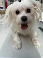 Oliver AKC , a male Maltese for sale in Puyallup, WA – 3 of 3