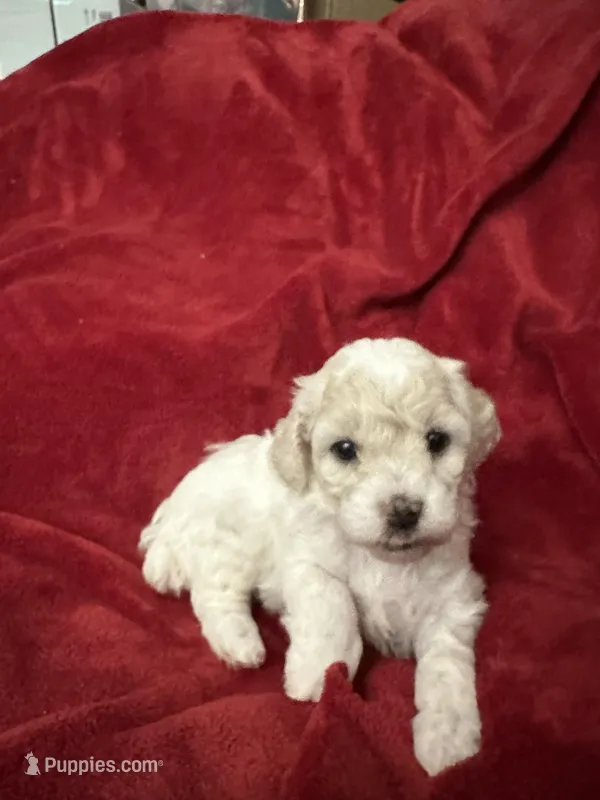 Max – Poodle - Miniature  puppy for sale in Puyallup, WA