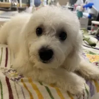 Reduced!!Danny ch line boy, a male Bichon Frise for sale in Puyallup, WA – Photo 1 of 4