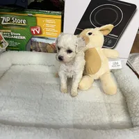 Reduced!!Danny ch line boy, a male Bichon Frise for sale in Puyallup, WA – Photo 2 of 4