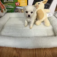 Reduced!!Danny ch line boy, a male Bichon Frise for sale in Puyallup, WA – Photo 4 of 4