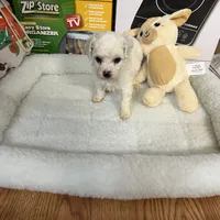 Reduced!!Danny ch line boy, a male Bichon Frise for sale in Puyallup, WA – Photo 3 of 4