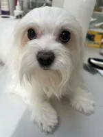 Milky AKC lady, a female Maltese for sale in Puyallup, WA – 2 of 4