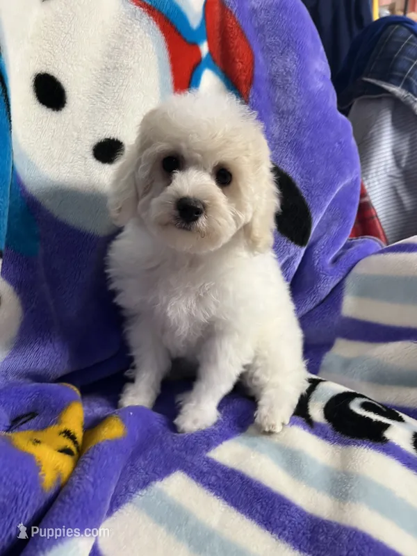 Minky ckc – Poodle - Miniature  puppy for sale in Puyallup, WA