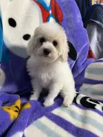 Minky ckc, a female Poodle - Miniature  for sale in Puyallup, WA – 1 of 6