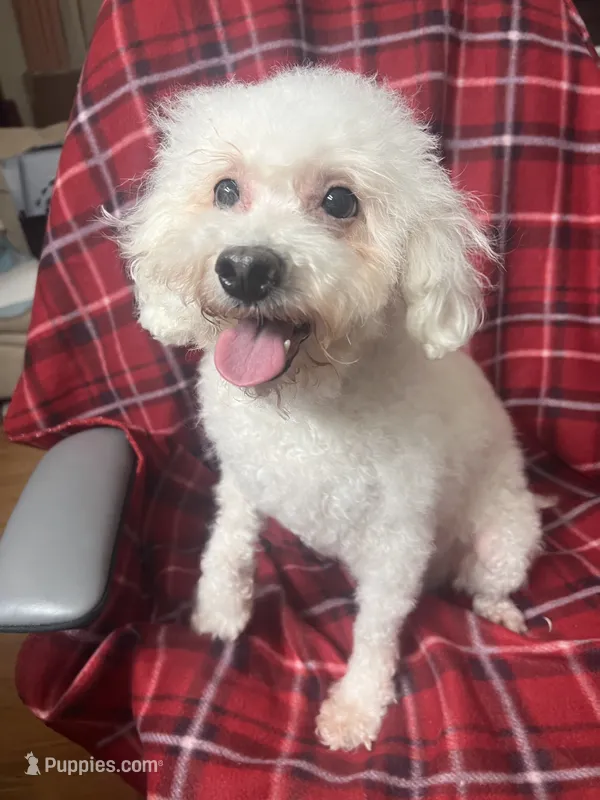Vanila CKC all white female  – Poodle - Miniature  puppy for sale in Puyallup, WA